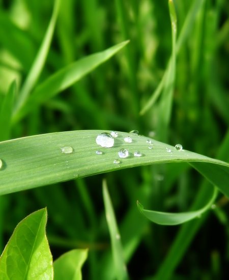Una bonita hoja de una planta, mojada con algunas gotitas de agua (1)